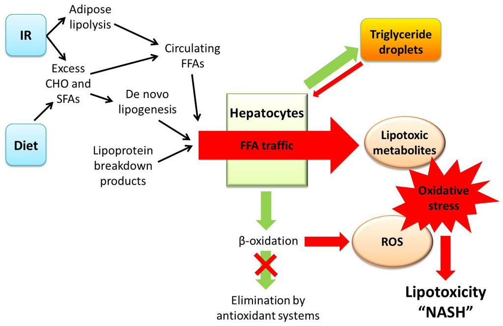 Current Concepts In The Pathogenesis Of Nonalcoholic Fatty Liver Pictures Wallpapers