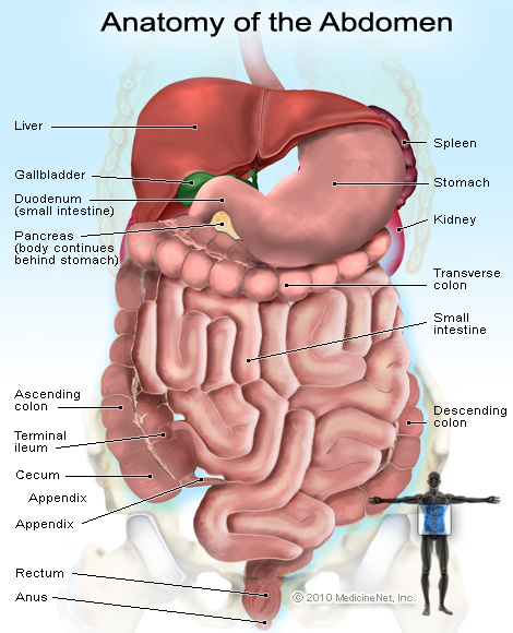 Liver Location On Body Healthy Liver And Cancer Pictures Wallpapers