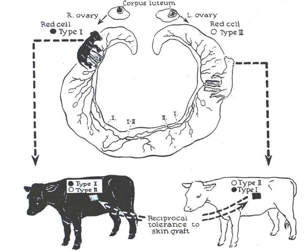 The Official Dr Thomas E Starzl Web Site Surgical Innovations Pictures Wallpapers