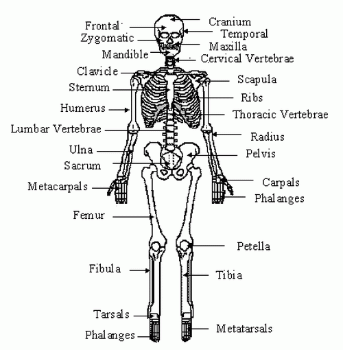 Diagram Of Bones In The Body Pictures Wallpapers