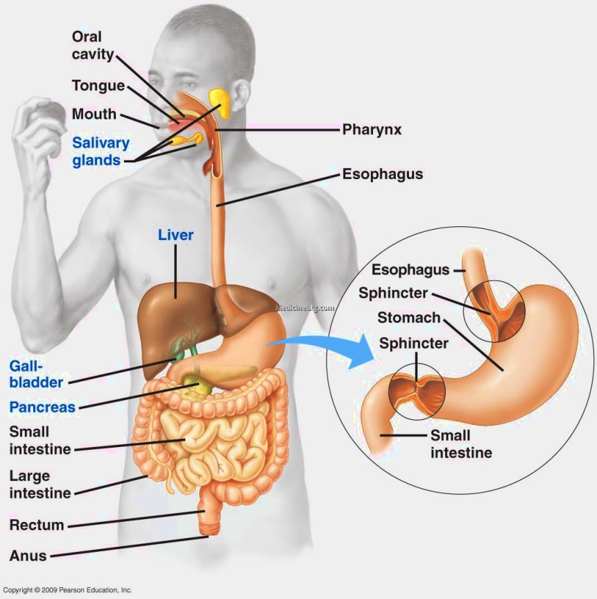 digestive system organs diagram
