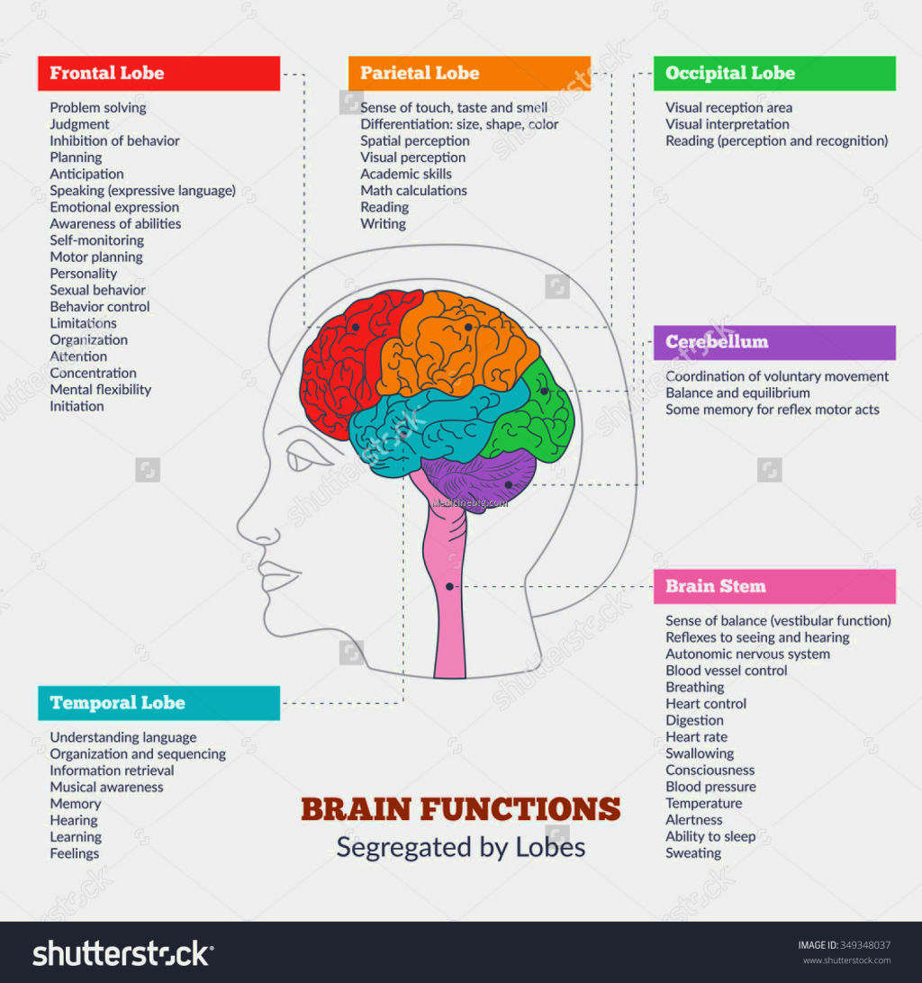 lobes of the brain and functions