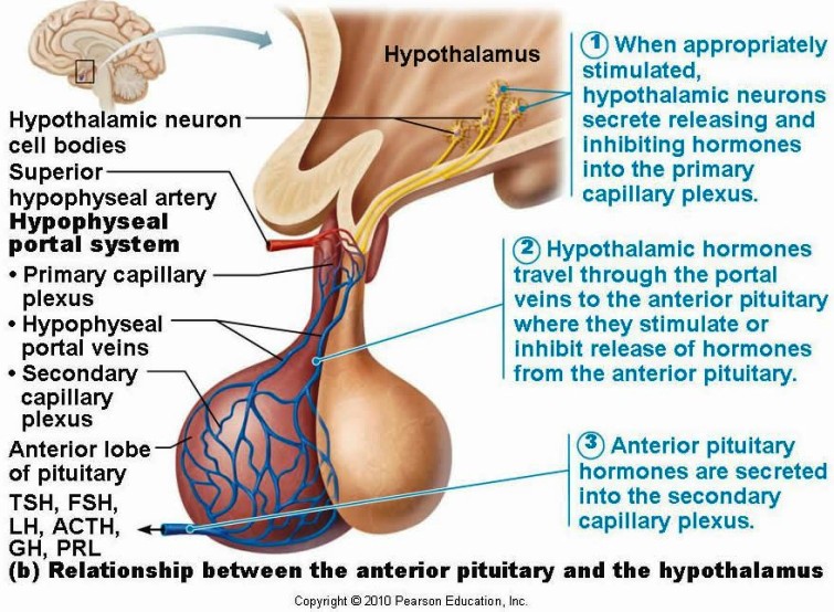 Anterior Pituitary Gland Pictures Wallpapers