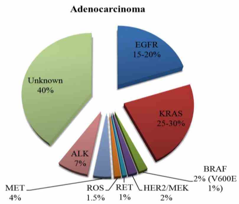 Non Small Cell Cancer Of The Lung Pictures Wallpapers Non Small Cell Cancer Of The Lung Pictures Wallpapers