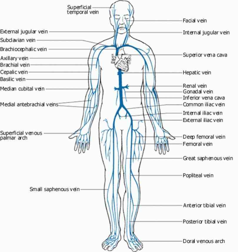 Arteries And Veins Anatomy Diagram Pictures Wallpapers