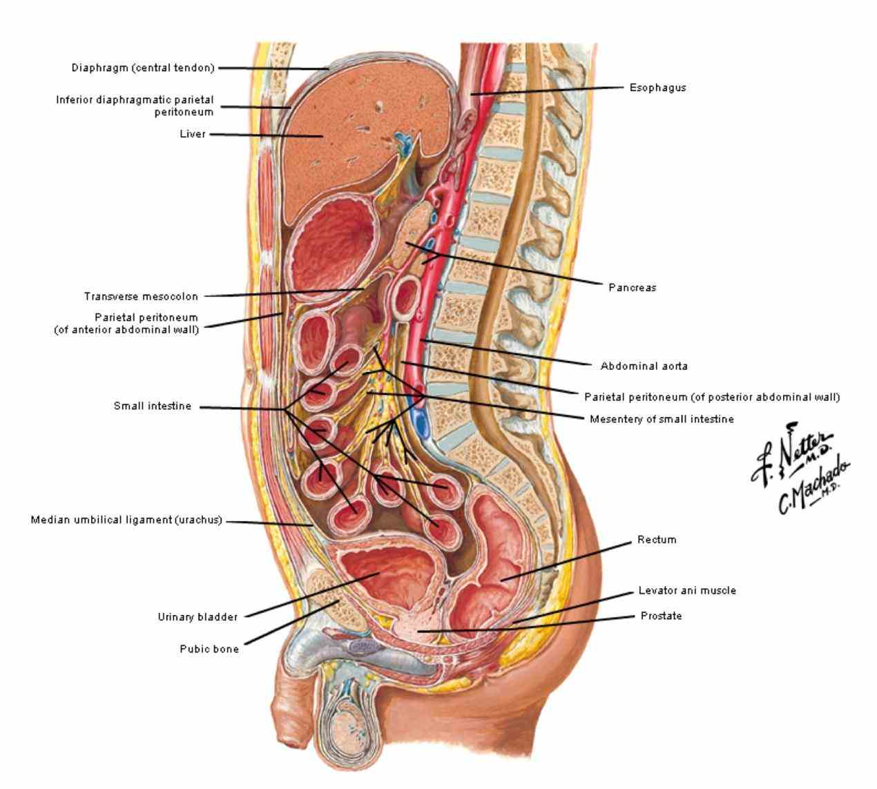 Left Side Anatomy Of The Body Pictures Wallpapers
