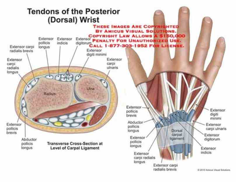 Anatomy Of The Human Wrist Pictures Wallpapers