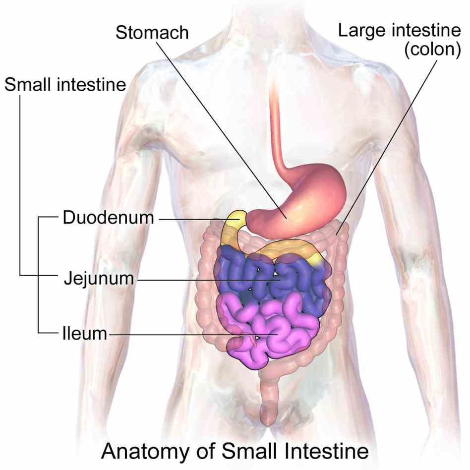 Anatomy The Four Regions Of The Stomach Pictures Wallpapers