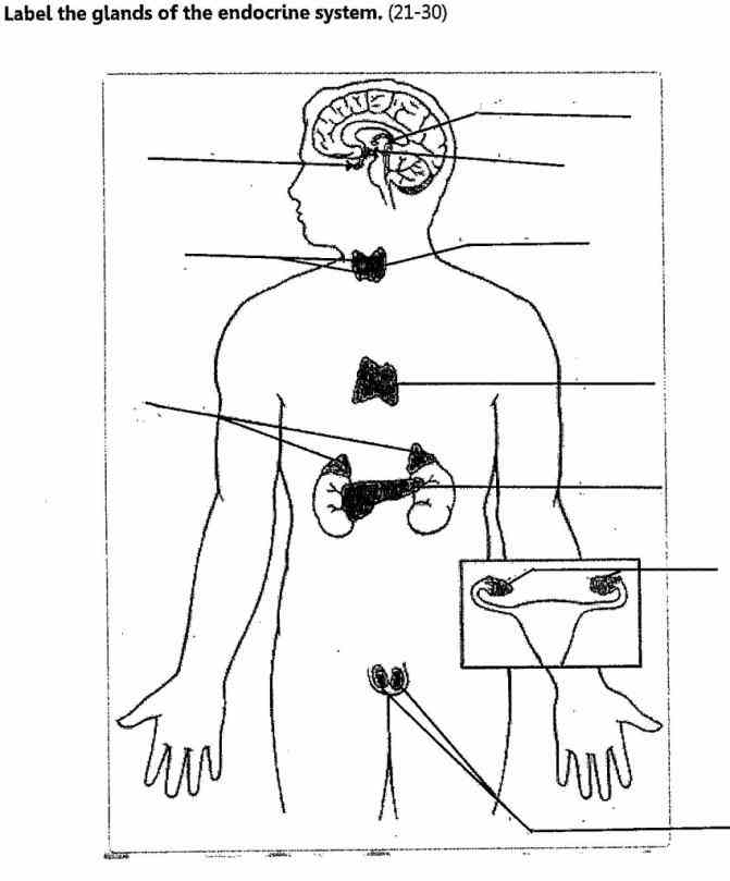 Labelled Endocrine System Anatomy Pictures Wallpapers Labelled Endocrine System Anatomy Pictures Wallpapers