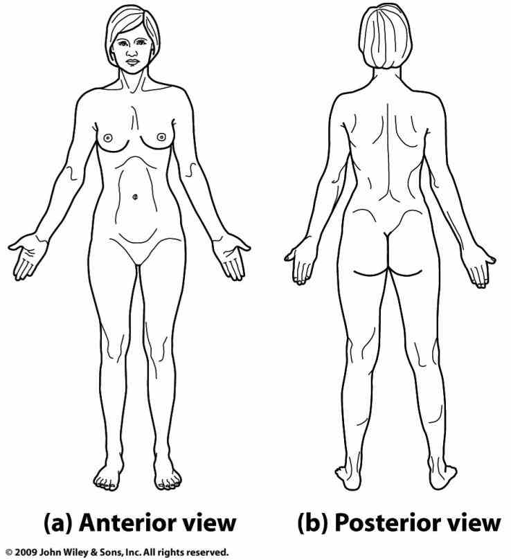 Anterior Anatomical Position Pictures Wallpapers