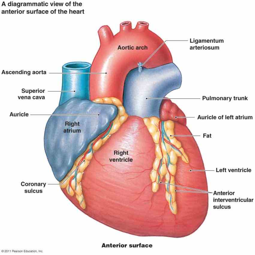 Human Anterior Wall Of The Heart Pictures Wallpapers Human Anterior Wall Of The Heart Pictures Wallpapers