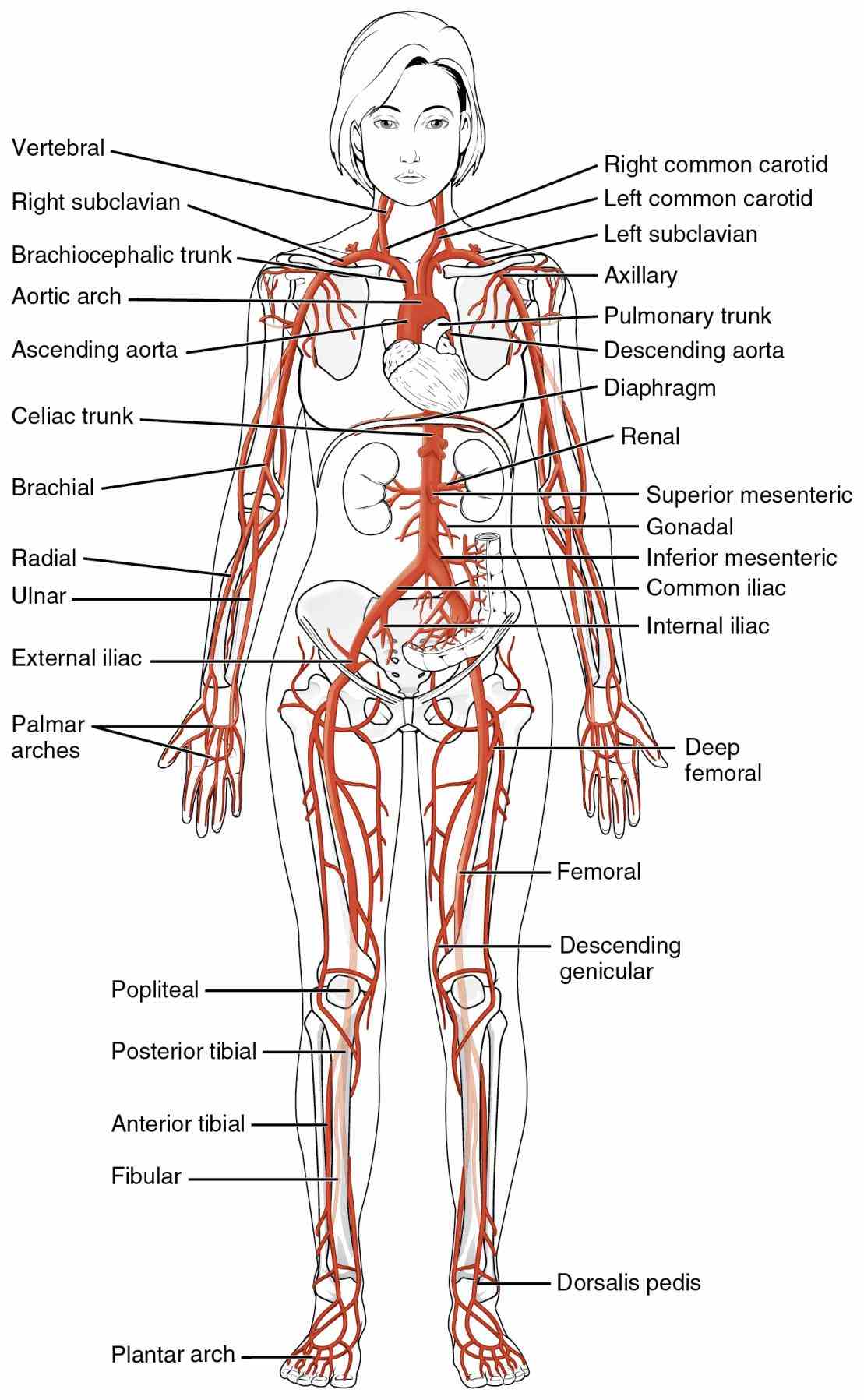 All Arteries In The Human Body Pictures Wallpapers