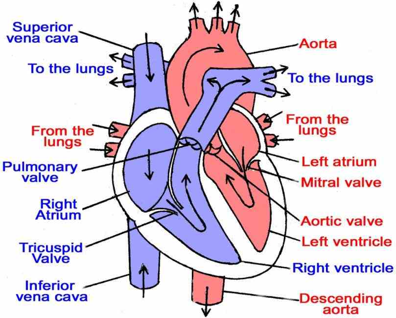 heart blood flow diagram worksheet