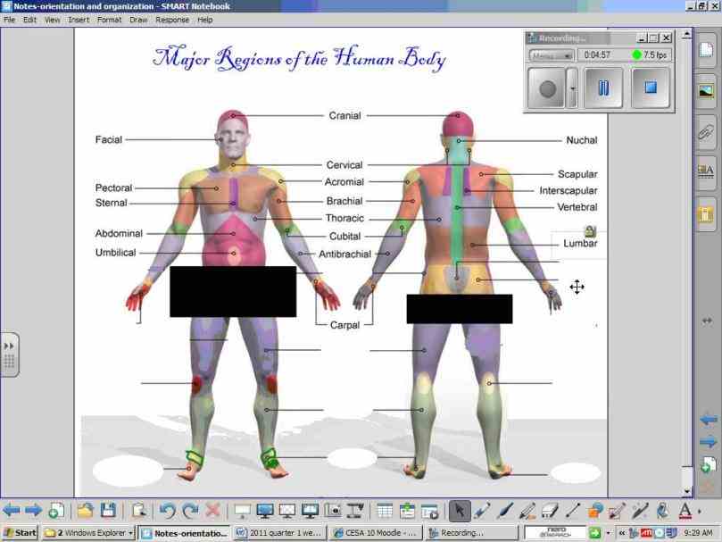 Major Regions Of The Body Anatomy | MedicineBTG.com