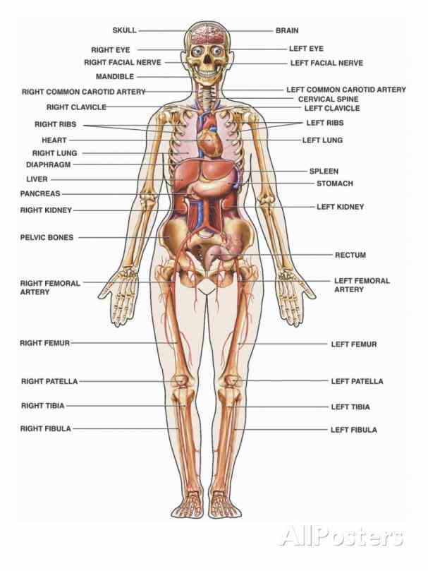 Left Side Anatomy Of The Body Pictures Wallpapers