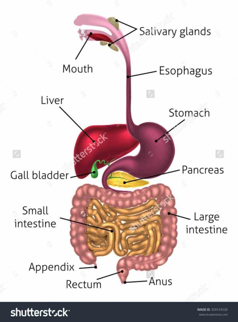 Canal mai the alimentary canal is a series of structures that runs from