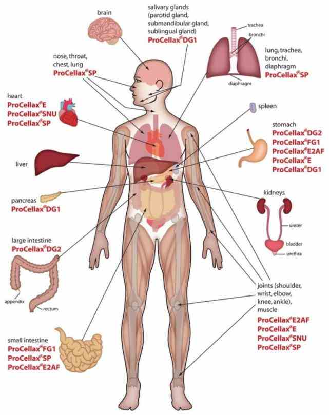 Inner Structure Of Human Body Pictures Wallpapers