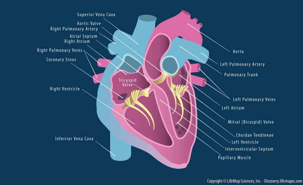 External Structures Of The Human Heart Pictures Wallpapers