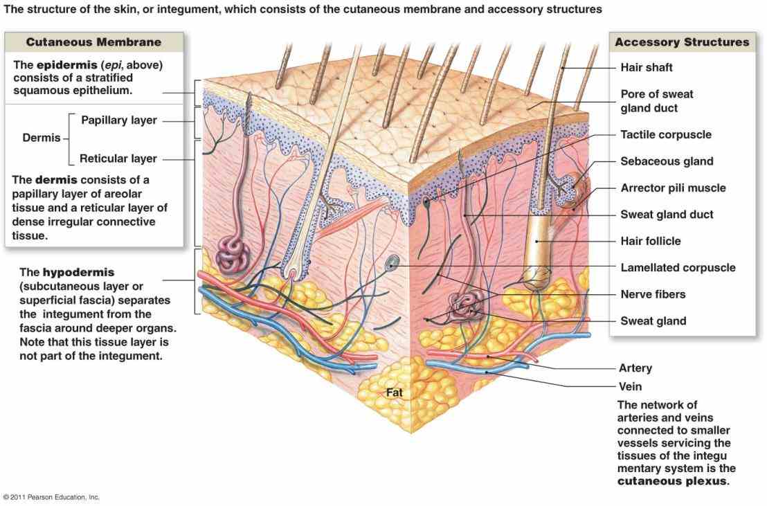 Pictures Of The Integumentary System Labeled Pictures Wallpapers