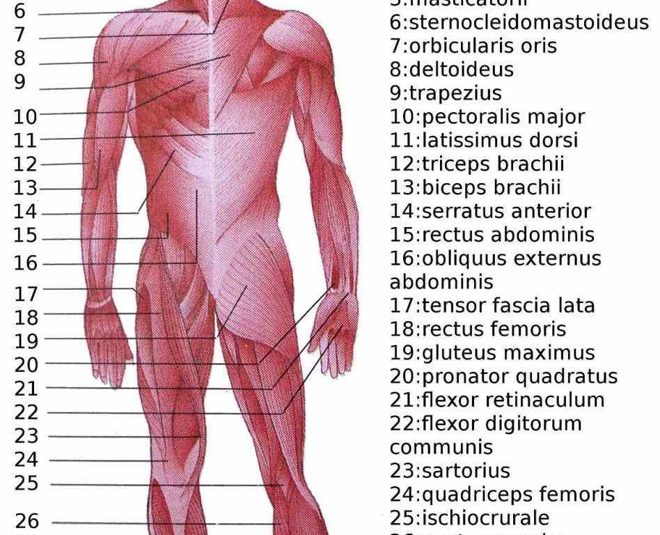 Muscular System abr transcript of major parts the muscular system