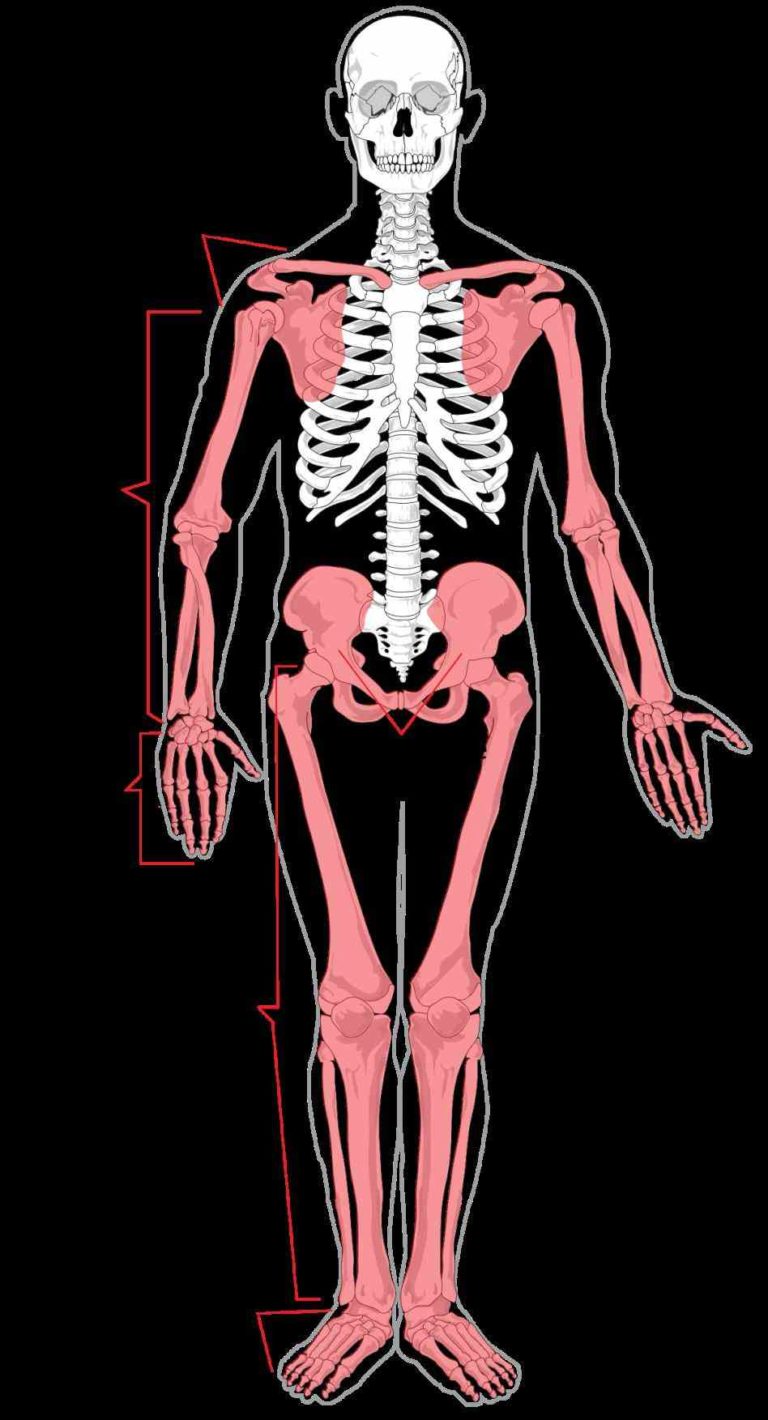 Of Appendicular Skeleton Bones human skeleton can be divided up into to