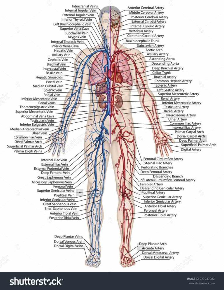 Of Blood Vessels In The Body vessel in the human or animal body which