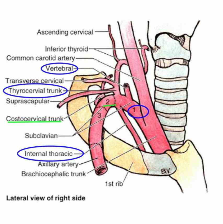 Anatomy Of Subclavian Artery Pictures Wallpapers