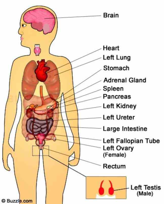 Of The Body means a group of tissues in living organism that have been adapted to perform specific function
