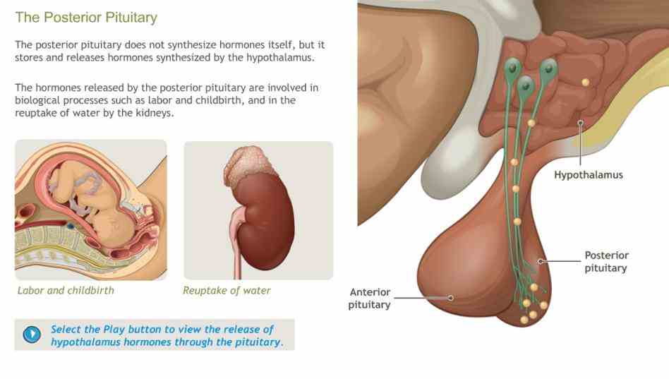Of The Endocrine System jun the endocrine system—the other communication system in body—is made up of glands that produce