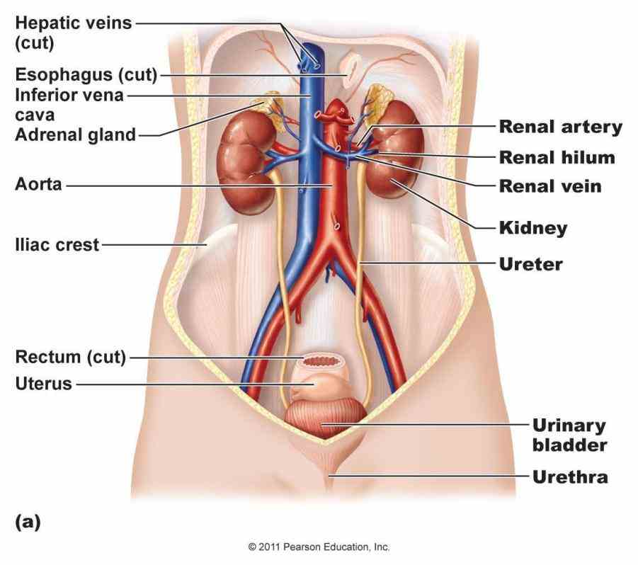 Anatomy Of The Excretory System Pictures Wallpapers