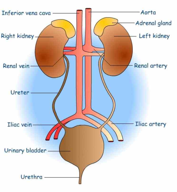 Of The Excretory System anatomical description of the urinary system including simple definitions and labeled fullcolor illustrations de Anatomy