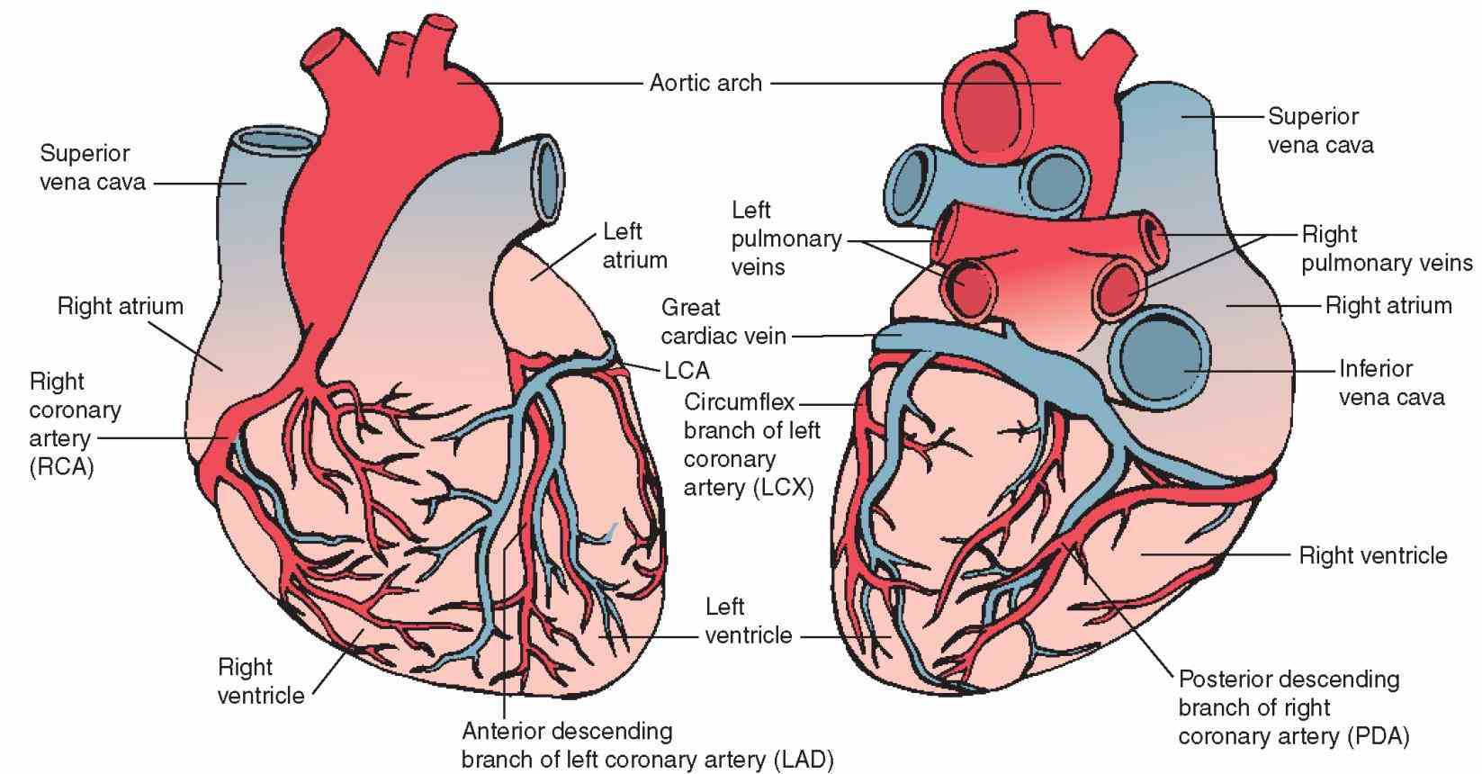 Of The Heart Diagram arteries supply blood to the heart muscle there are two main right and left explore