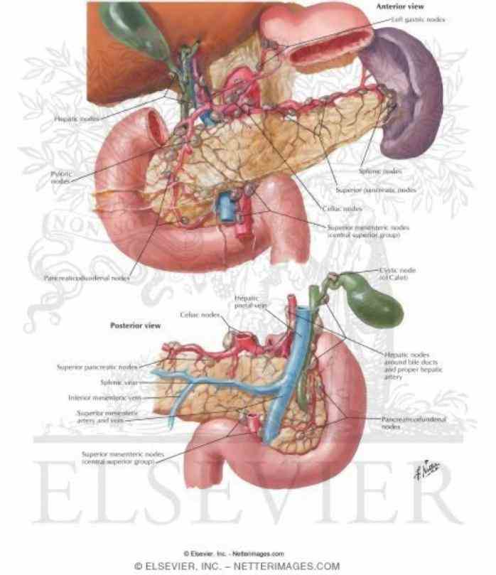 Of The Pancreas In The Human Body mai learn about pancreatitis symptoms which range from mild to severe abdominal