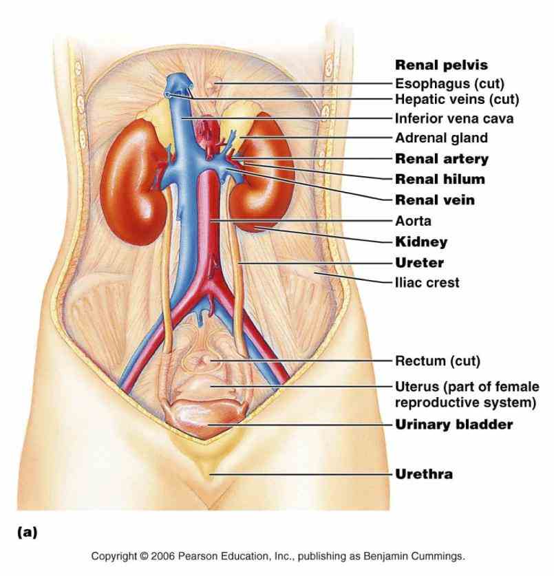 Organs In The Urinary System urinary system is one of organ systems body organs work to help get rid