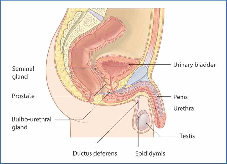 Retroperitoneum Include The useful for mnemonic to remember which organs are retroperitoneal is sad pucker s suprarenal adrenal gland