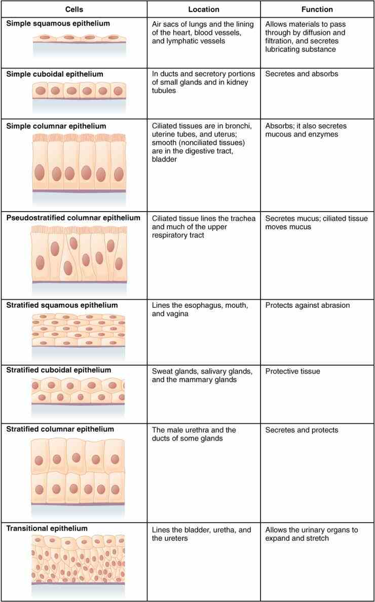 Structure lesson will cover the different shapes and structures of epithelial tissue can have columnar cuboidal or squamous cell