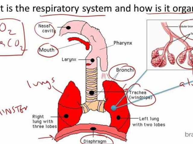 Their Function mai the respiratory system is divided into two parts