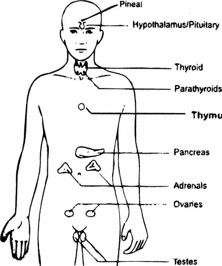 Their Functions page contains a list of glands the human body · anatomical male figure showing heart names location