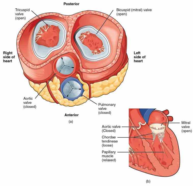 Wall Of The Heart heart is located in thoracic cavity medial to lungs and posterior myocardium muscular middle layer