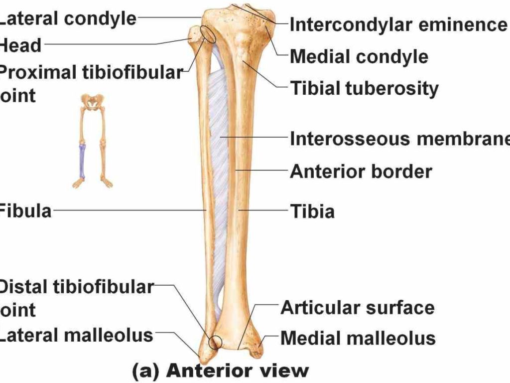a Anatomy Of Tibia And Fibula tutorial on the general anatomy of tibia
