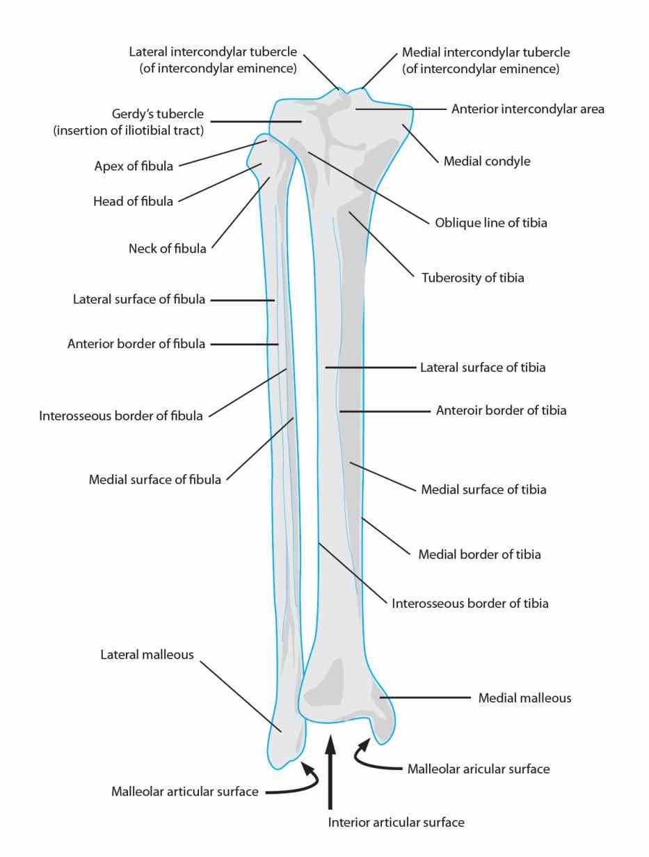 Anatomy Tibia And Fibula Diagram Pictures Wallpapers