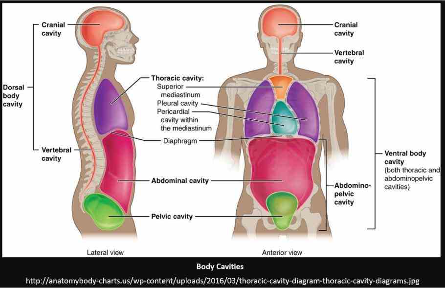 Dorsal And Ventral Human Body Cavities Pictures Wallpapers