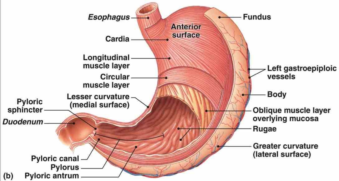 Anatomy Of Stomach And Esophagus Pictures Wallpapers