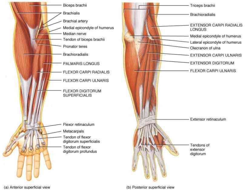 Anatomy Of The Human Wrist Pictures Wallpapers