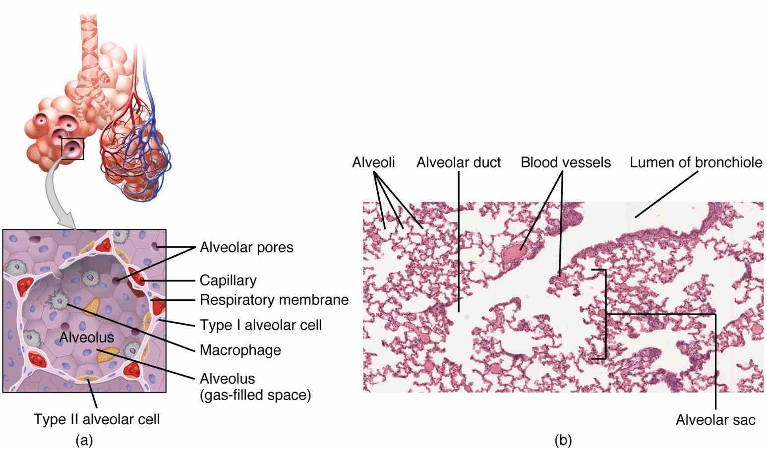Epithelial Tissue In Respiratory System Pictures Wallpapers