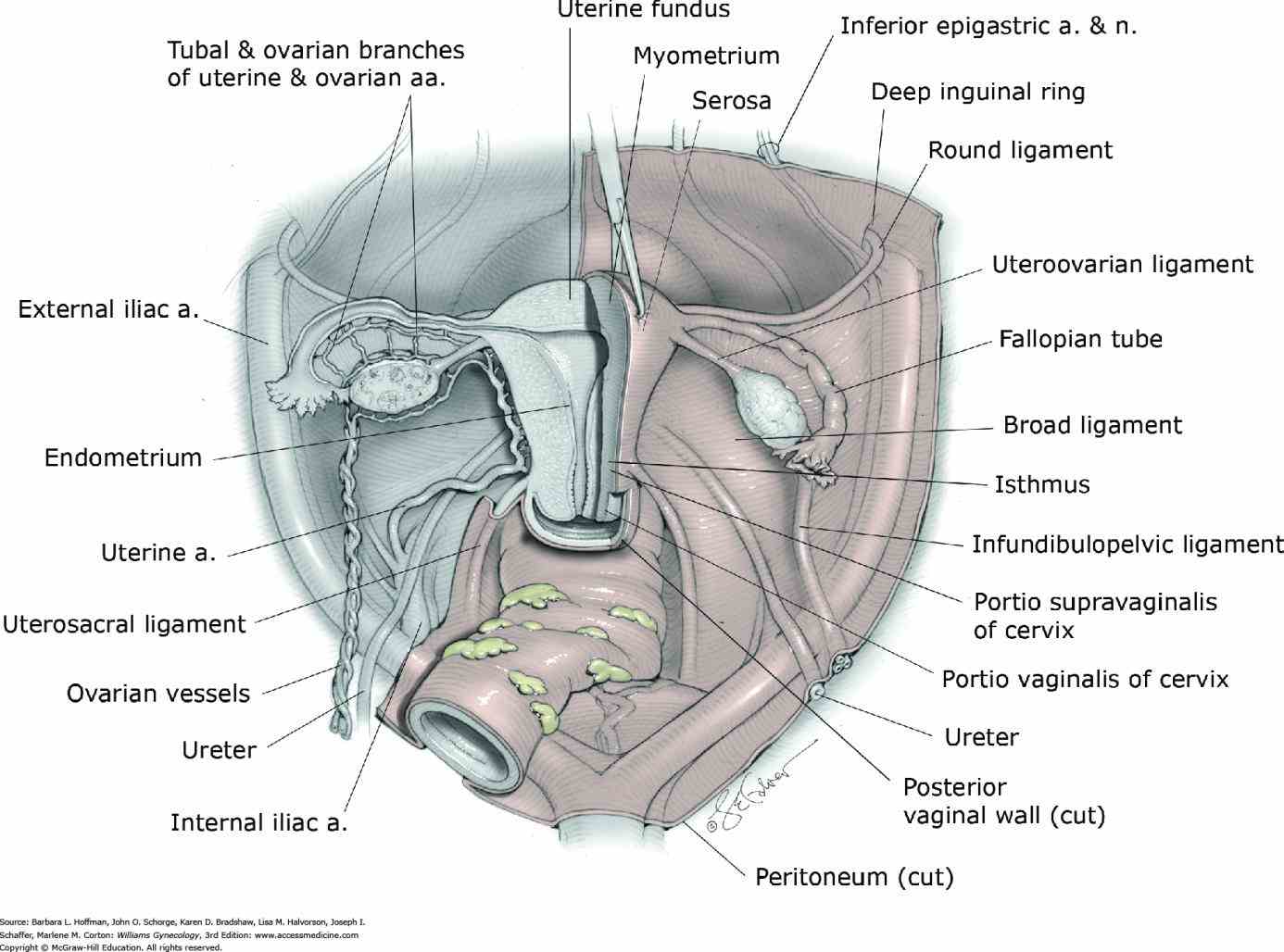 Abdominal Viscera Located In The Retroperitoneum Include The Pictures Wallpapers