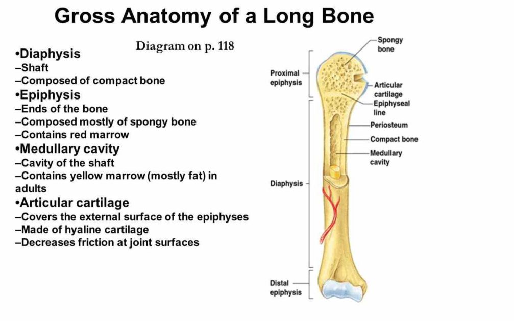 anatomy Anatomy Of A Typical Long Bone of long bone and chemical