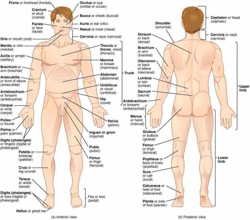 Anatomy Picture Of Human Body Pictures Wallpapers