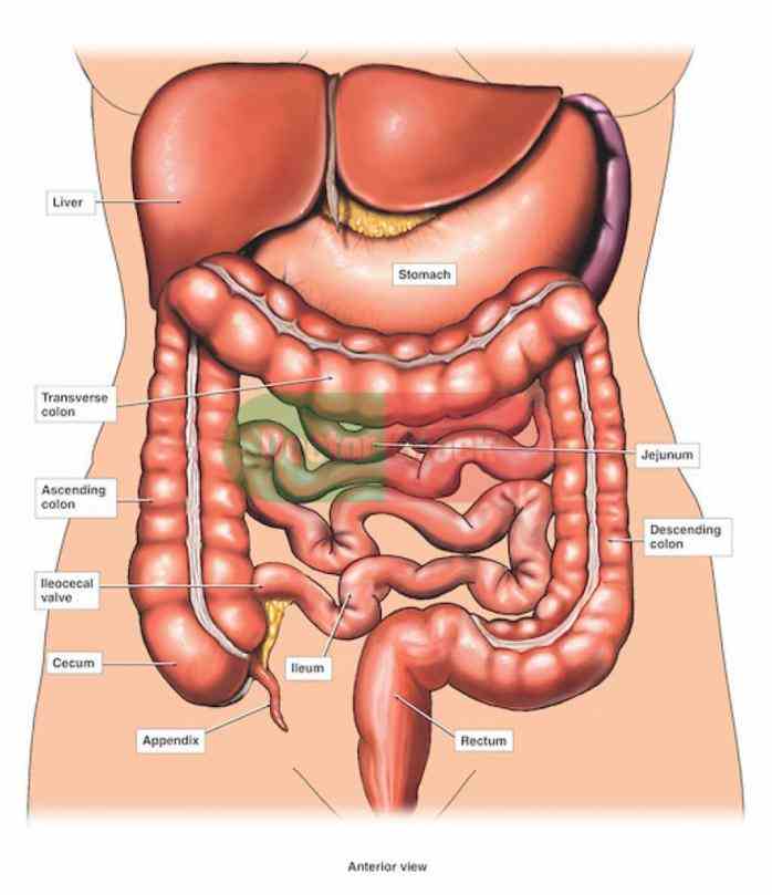 Anatomy Of The Abdominal Area Pictures Wallpapers