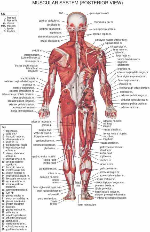 Anatomy Picture Of Human Body Pictures Wallpapers